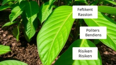 Kratom: Wirkung, Nutzen und Risiken