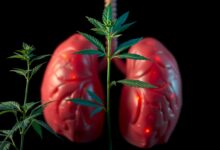 Die Auswirkungen von Cannabisrauchen auf das Lungenkrebsrisiko